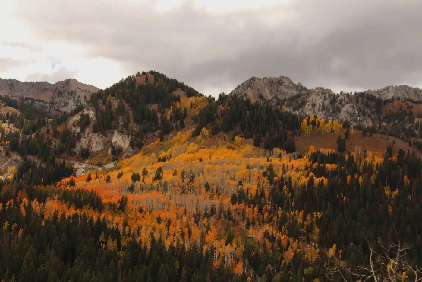 Autumn aspens on a Utah mountainside